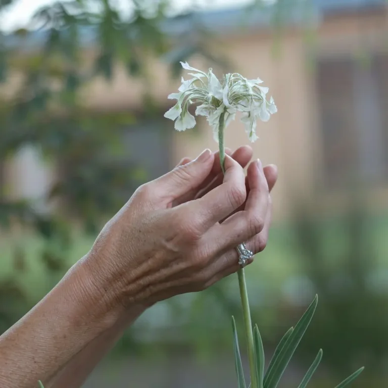 An artistic image of a pair of hands gently holding a fragile flower, symbolizing care and healing. The background is soft and blurred, conveying a sense of tranquility.